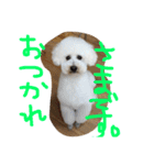 おやじ犬 ちっぷ（個別スタンプ：15）