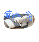 おやじ犬 ちっぷ（個別スタンプ：16）