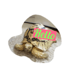 Tortoises story1（個別スタンプ：1）