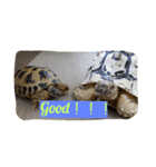 Tortoises story1（個別スタンプ：2）