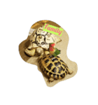 Tortoises story1（個別スタンプ：5）
