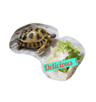 Tortoises story1（個別スタンプ：7）