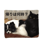 ロコ ラム ヤマト（個別スタンプ：3）