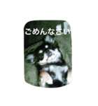 ロコ ラム ヤマト（個別スタンプ：13）