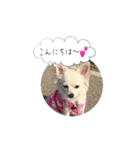 チワマルのここ（個別スタンプ：2）