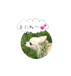 チワマルのここ（個別スタンプ：3）
