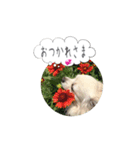 チワマルのここ（個別スタンプ：5）