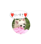 チワマルのここ（個別スタンプ：6）
