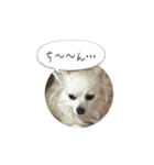 チワマルのここ（個別スタンプ：7）