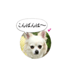 チワマルのここ（個別スタンプ：8）