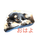 Chihuahuako（個別スタンプ：1）
