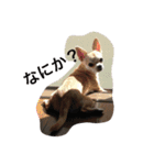 Chihuahuako（個別スタンプ：3）