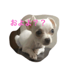 Chihuahuako（個別スタンプ：4）