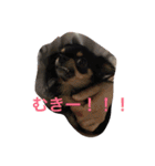 Chihuahuako（個別スタンプ：5）