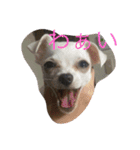 Chihuahuako（個別スタンプ：6）