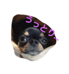 Chihuahuako（個別スタンプ：7）