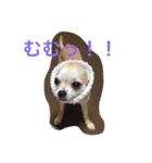 Chihuahuako（個別スタンプ：8）