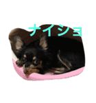 Chihuahuako（個別スタンプ：9）
