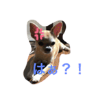 Chihuahuako（個別スタンプ：10）