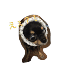 Chihuahuako（個別スタンプ：11）