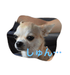Chihuahuako（個別スタンプ：12）