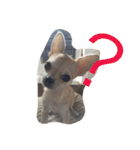 Chihuahuako（個別スタンプ：13）