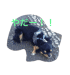 Chihuahuako（個別スタンプ：14）