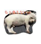 Chihuahuako（個別スタンプ：16）