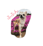 Chihuahuako（個別スタンプ：17）