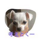 Chihuahuako（個別スタンプ：18）