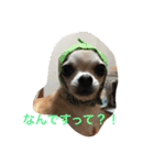 Chihuahuako（個別スタンプ：19）