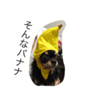 Chihuahuako（個別スタンプ：20）