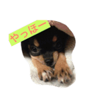 Chihuahuako（個別スタンプ：22）