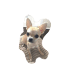 Chihuahuako（個別スタンプ：24）