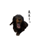 DACHS circle of friends4（個別スタンプ：4）