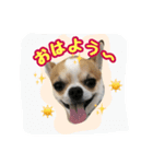 テンの日常（個別スタンプ：2）