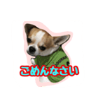 テンの日常（個別スタンプ：3）