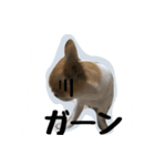テンの日常（個別スタンプ：4）