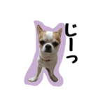 テンの日常（個別スタンプ：5）