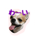 テンの日常（個別スタンプ：6）