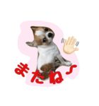 テンの日常（個別スタンプ：7）