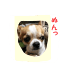 テンの日常（個別スタンプ：8）