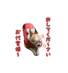 テンの日常（個別スタンプ：9）
