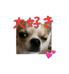 テンの日常（個別スタンプ：10）