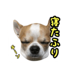 テンの日常（個別スタンプ：11）