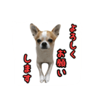 テンの日常（個別スタンプ：12）