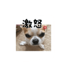 テンの日常（個別スタンプ：13）