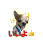 テンの日常（個別スタンプ：16）