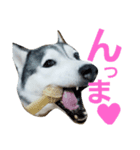ハスキーの日常生活（個別スタンプ：4）