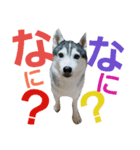 ハスキーの日常生活（個別スタンプ：6）